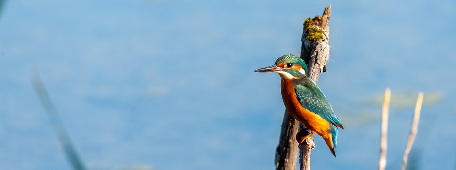 12102019_Martin_pêcheur-47.jpg