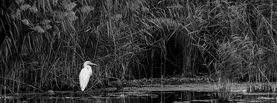 28092019_grande-aigrette-2.jpg
